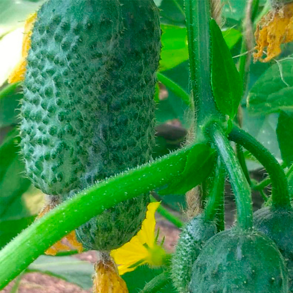 Степ F1 семена огурца (Гавриш)