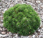 Сосна крючковатая Хайдеперле С5 20-30