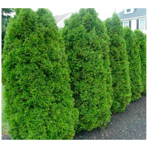 Туя Брабант Р9 40-50см Закупка М62 апрель-май 2026