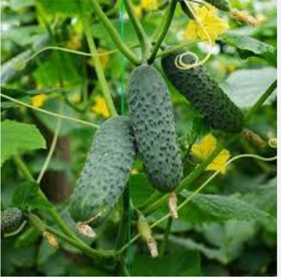 Огурцы Малика F1 - Malika F1 1000шт