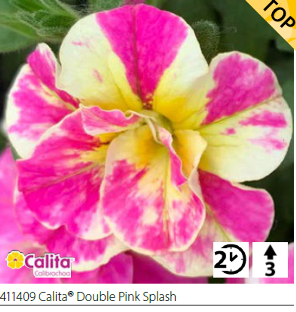 ЕВРО Калибрахоа Calita double pink splash укорененный черенок ОКС февраль 26 Volmary