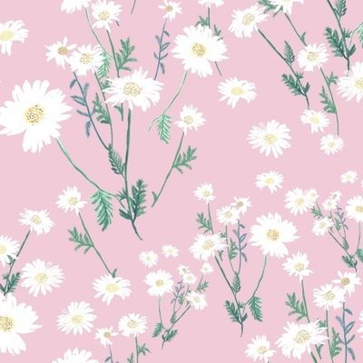 Ромашки на розовом фоне