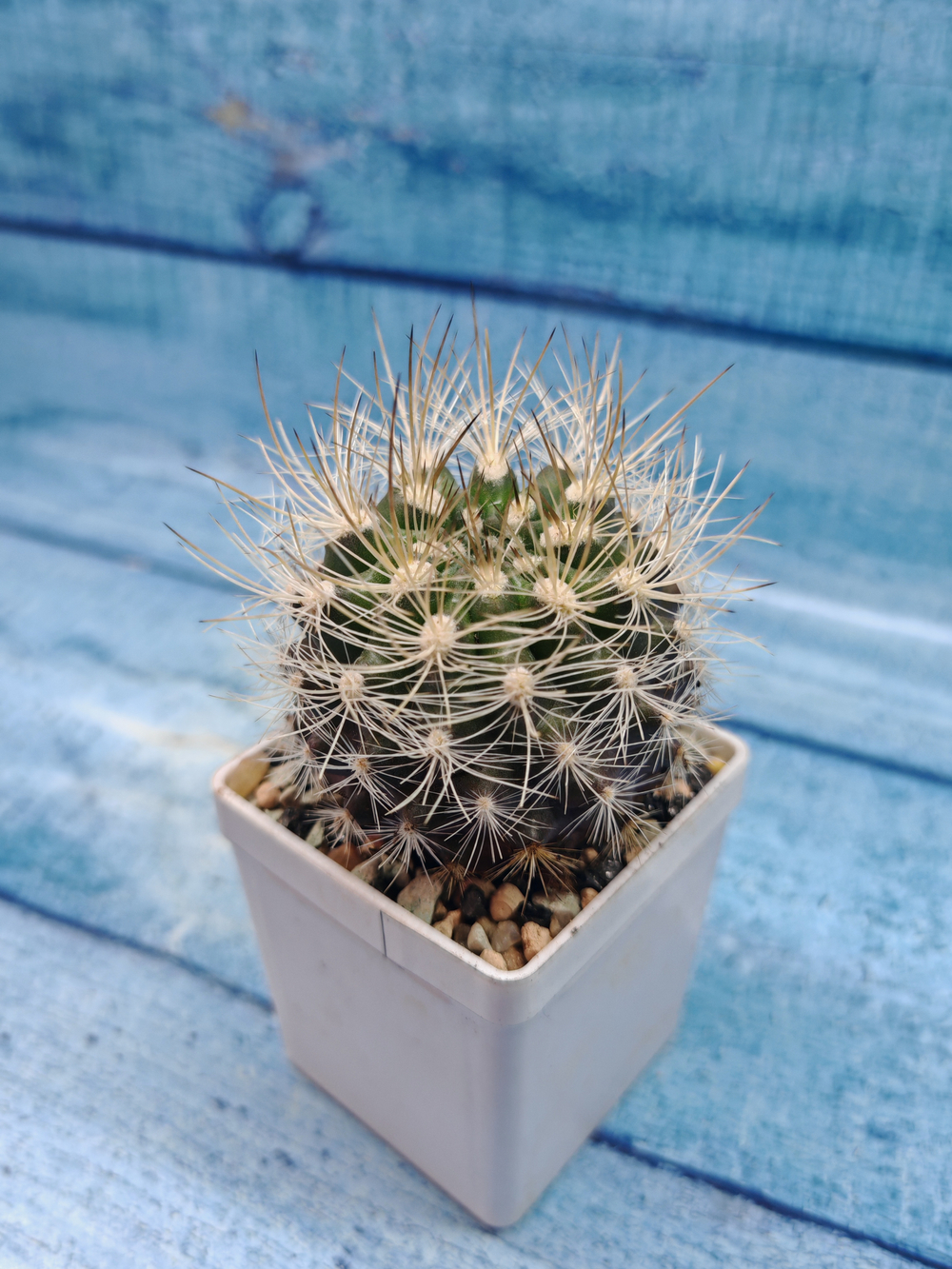 Neoporteria sp. (Неопортерия)