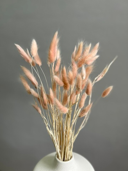 Лагурус светло-розовый