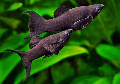 Моллинезия Черная