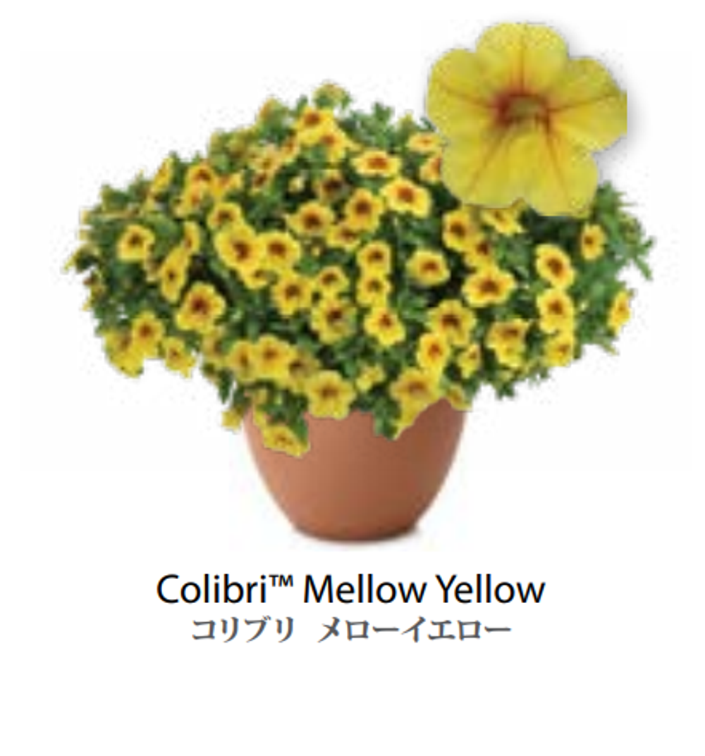 ЕВРО Calibrachoa Colibri Mellow Yellow укорененный черенок февраль 26 DAN