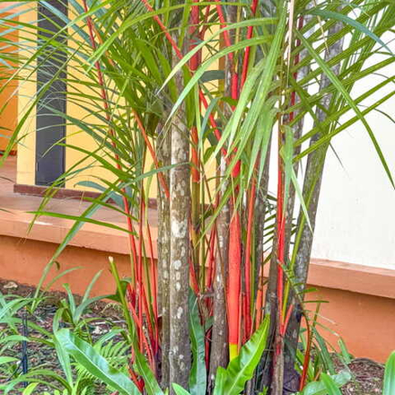 Циртостахис ренда – Красная сургучная пальма