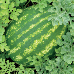 Барака F1 семена арбуза (Syngenta / Сингента)