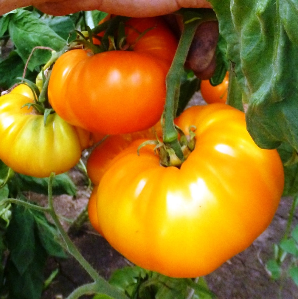 Помидоры КВХ - Kellogg's Breakfast Cross