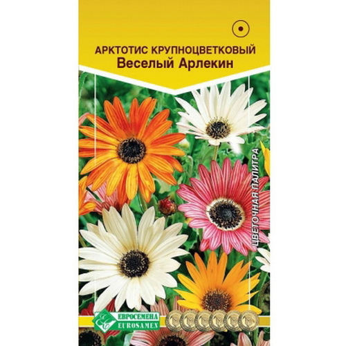 Арктотис крупноцветковый Веселый арлекин