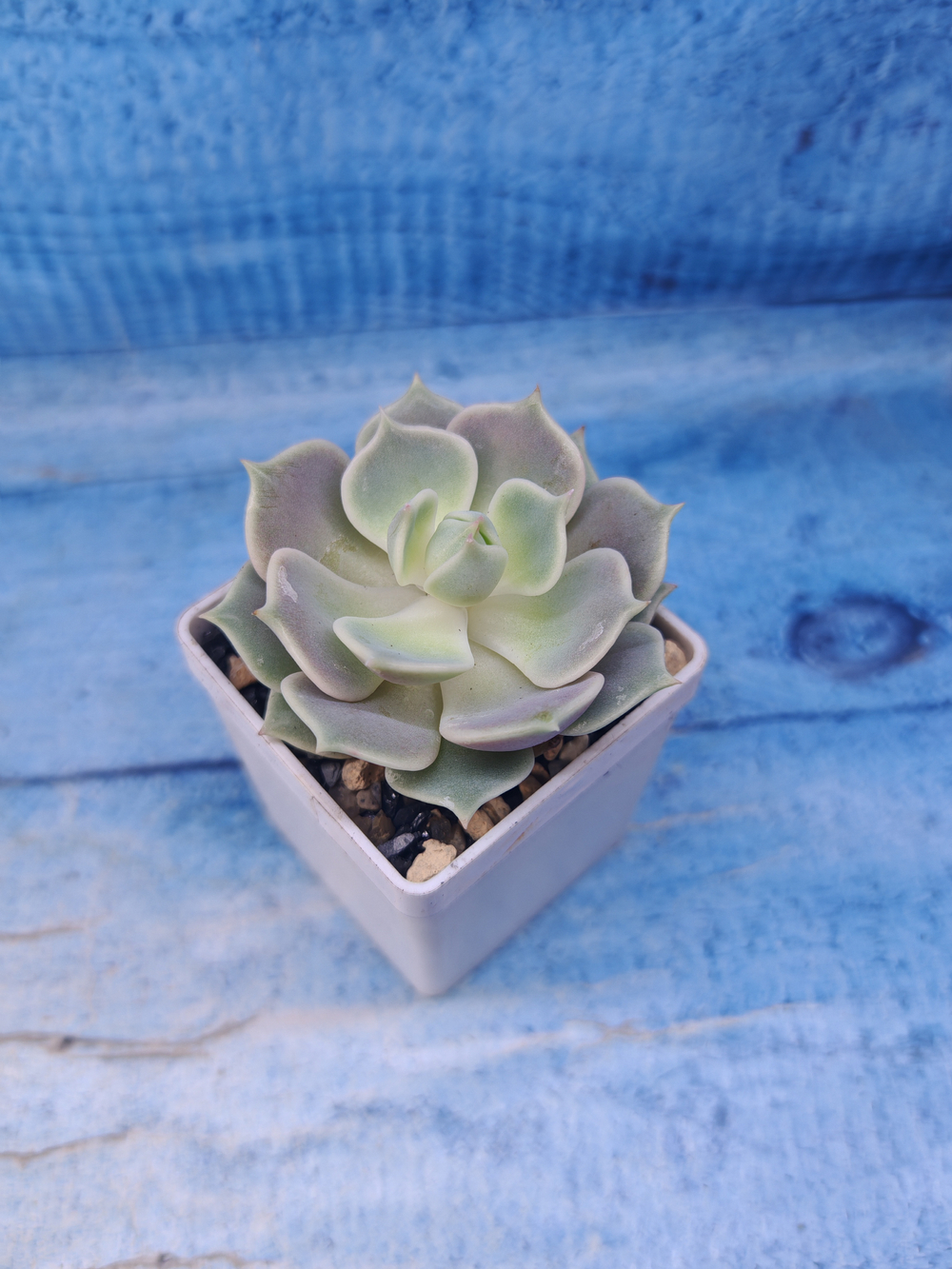 Echeveria Lola (Эхеверия)