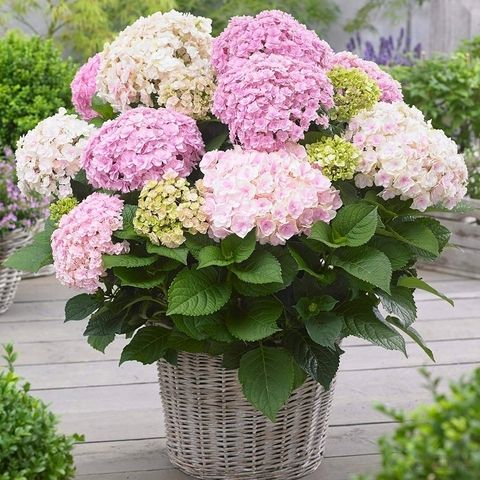 Гортензия крупнолистовая ДОППИО НУВОЛА (Hydrangea macrophylla 