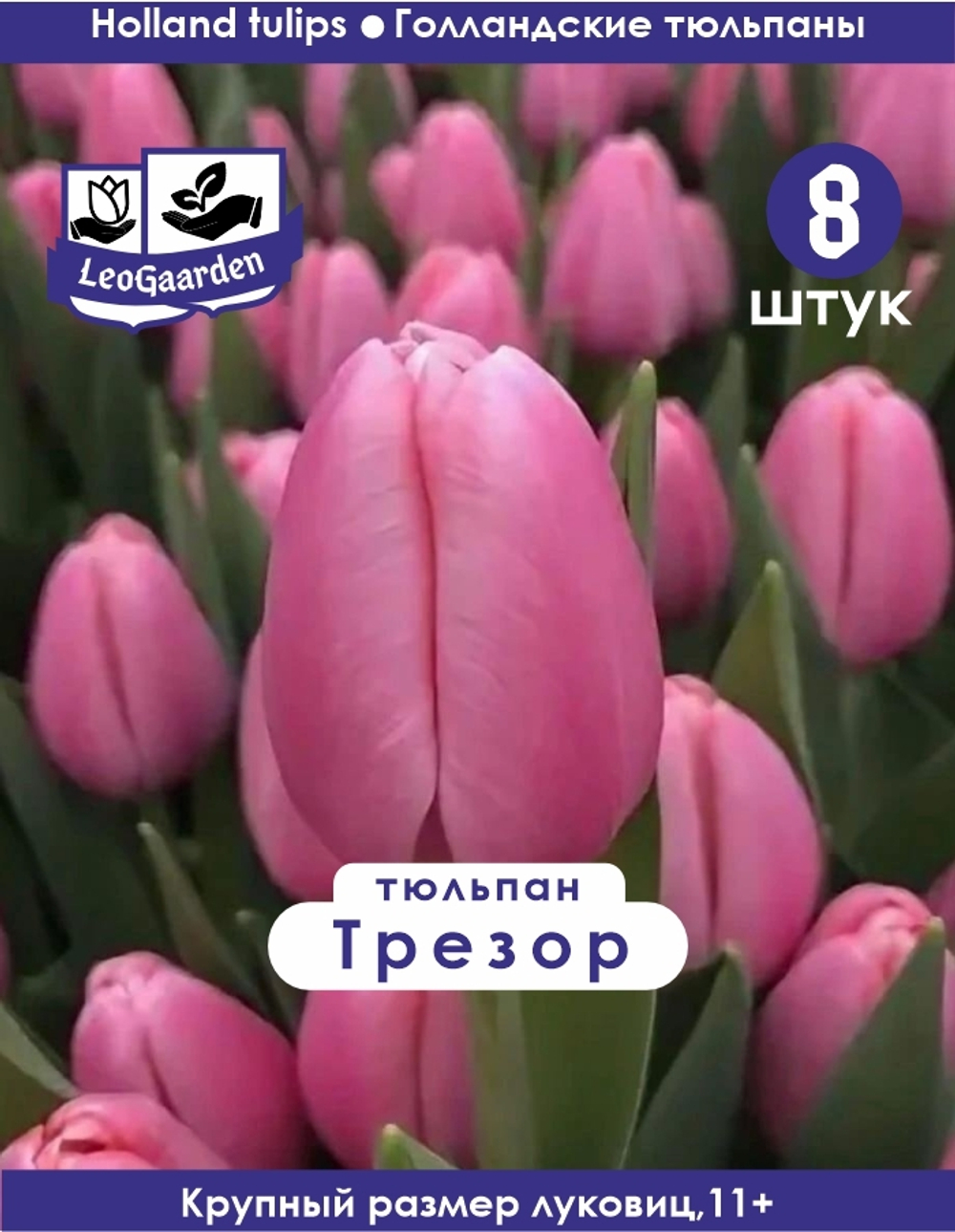 Тюльпан, Трезор 8 луковиц