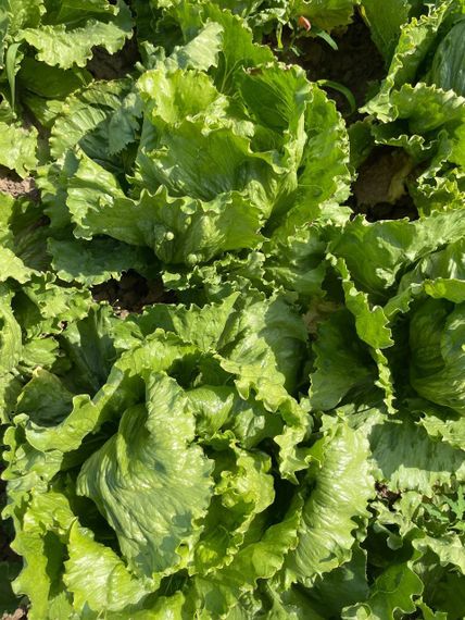 ДЖАСПЕРИНАС семена салата Rijk Zwaan цена