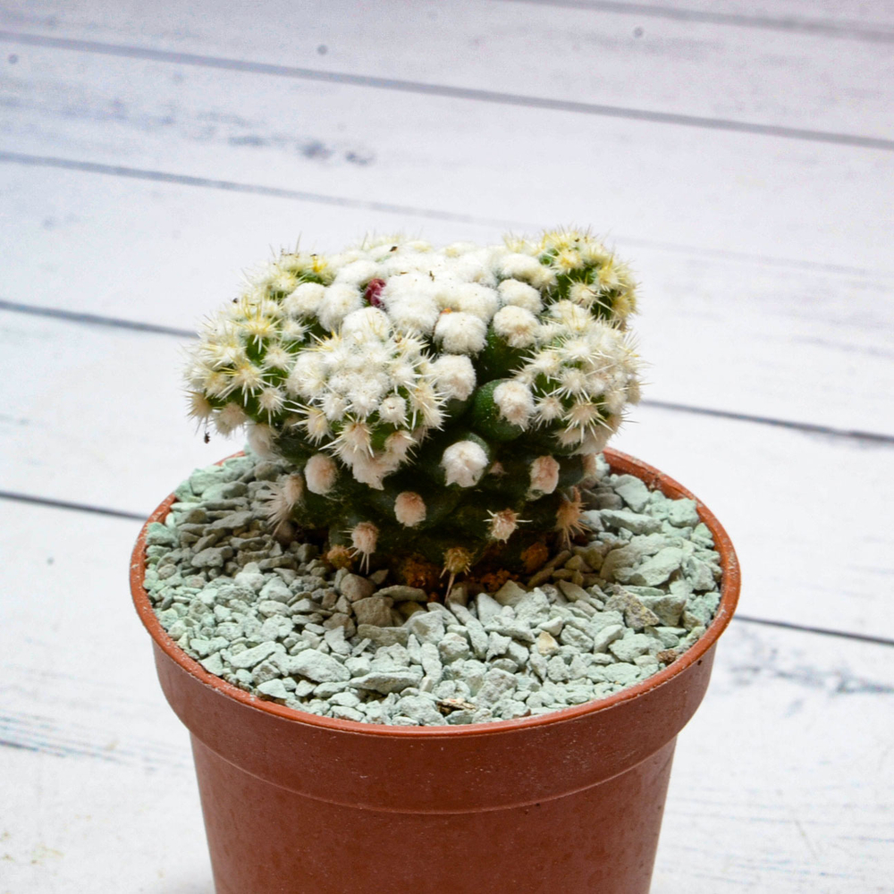 Mammillaria Arizona Snowcap (Маммиллярия)