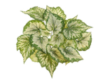 Бегония куст крупнолистная св.зелёная большая (Sensitive Botanic) в-35 см, 23 листа 6/48 20.1068LGR