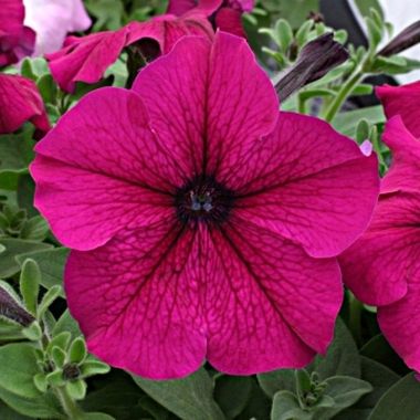 S60194 Петуния кустовая Grandiflora Prism F1 Ruby 10 шт.