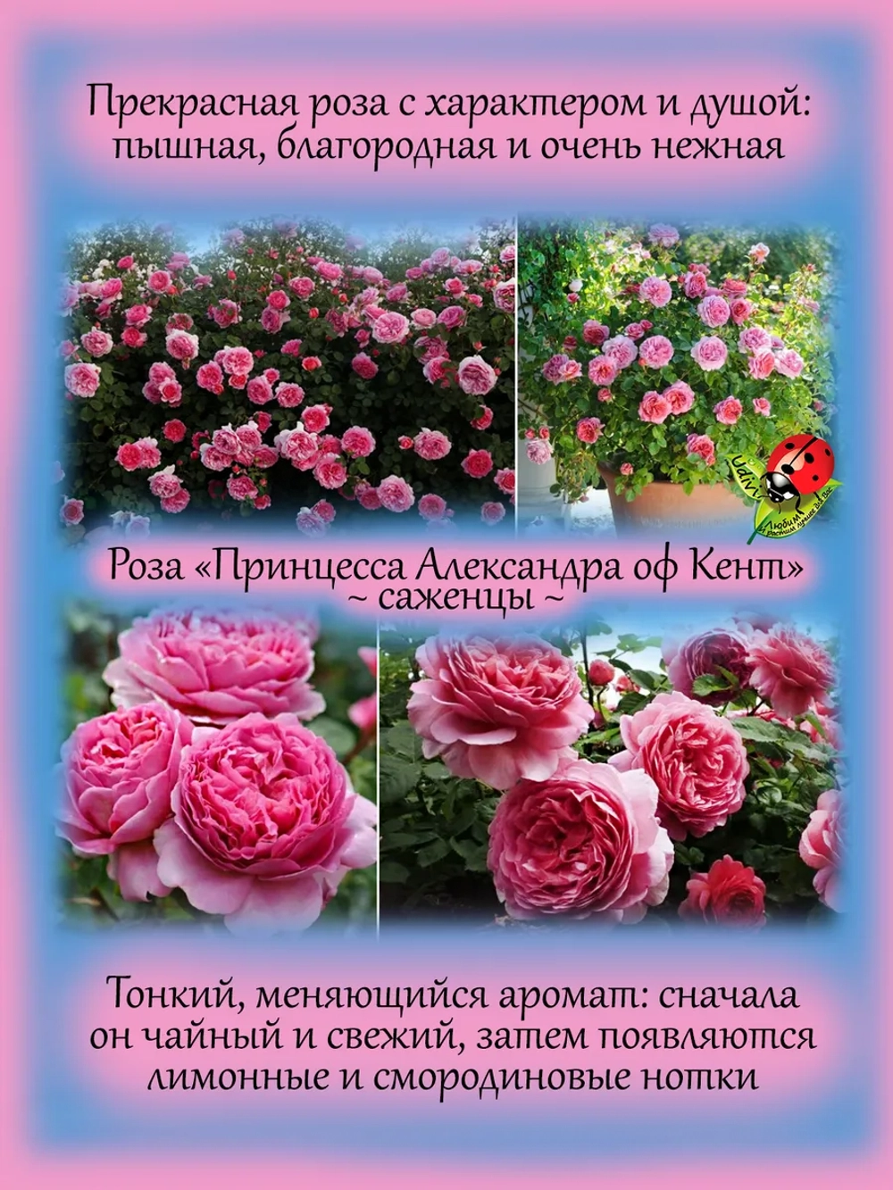 Роза Александра оф Кент английская кустовая