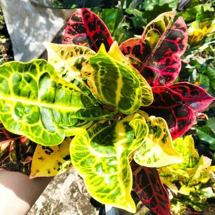 Кротон KURA MERAH