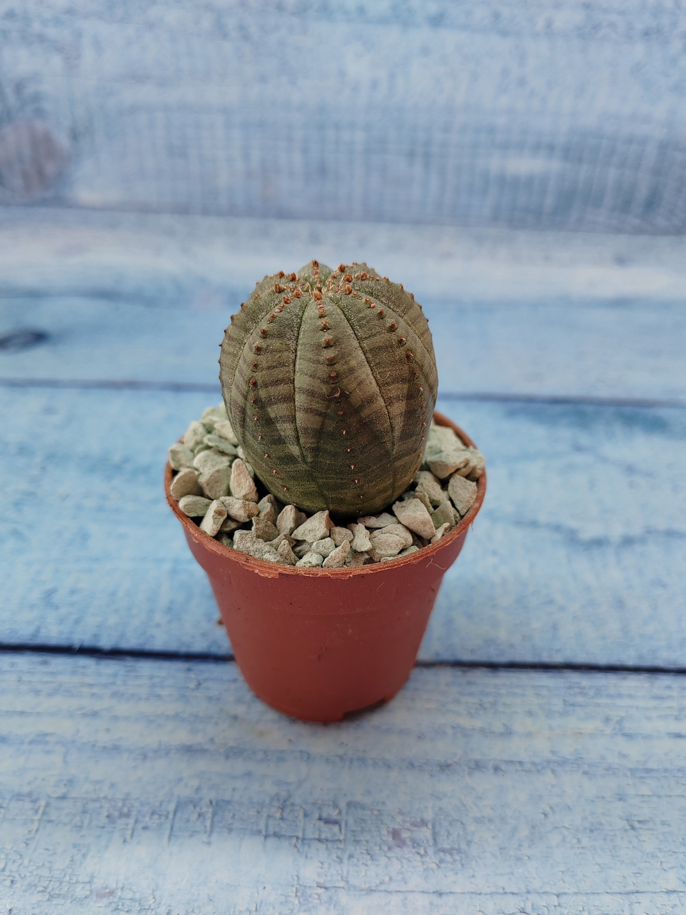 Euphoria Obesa (Эуфорбия)