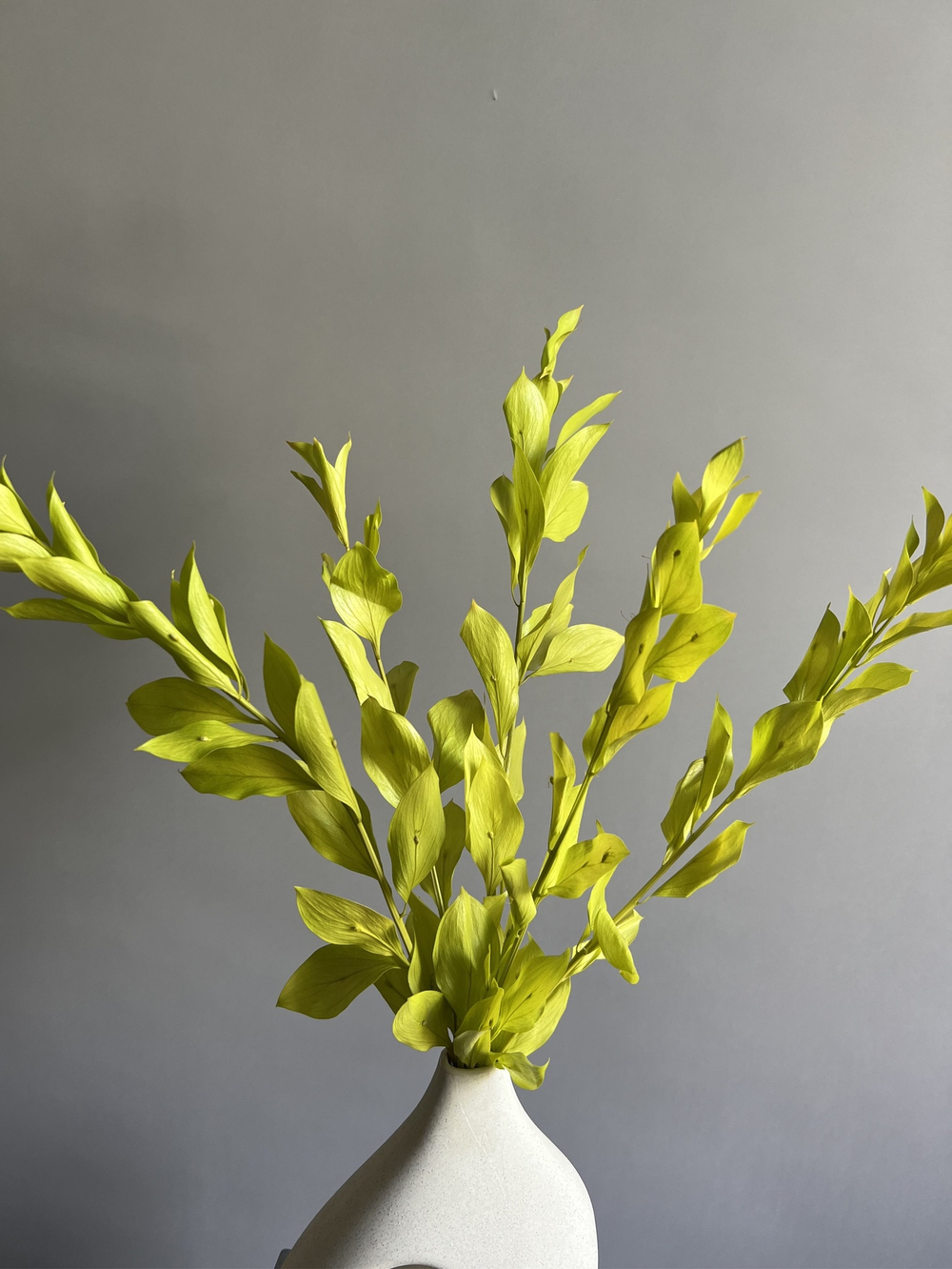 Рускус садовый стабилизированный светло-зеленый