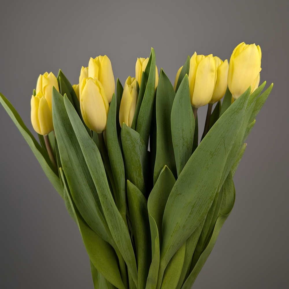 Пачка Кремовых Тюльпанов (25 шт.)