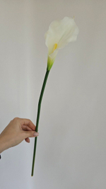 Калла одиночная / Арт 2027