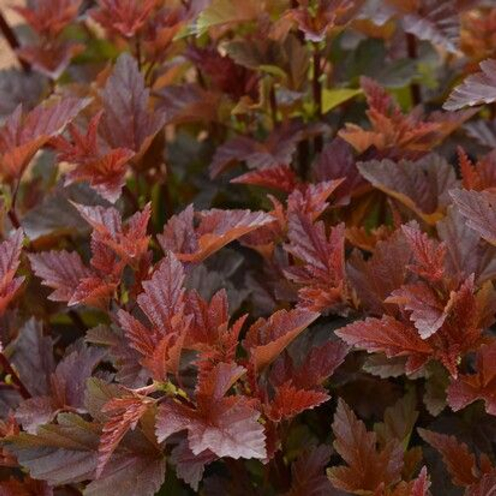 Пузыреплодник калинолистный Леди ин Ред С5 40-60