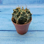 Gymnocalycium Friedrichii (Гимнокалициум)