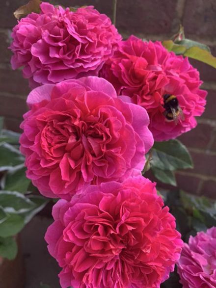 Габриэль Оак (Gabriel Oak)