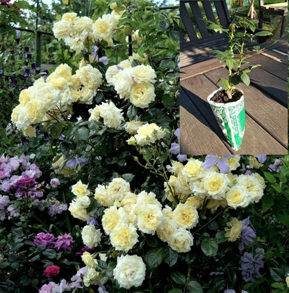 Роза Эльф плетистая, зимостойкая