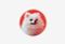 Aceline Pomeranian Dog_0126526101539