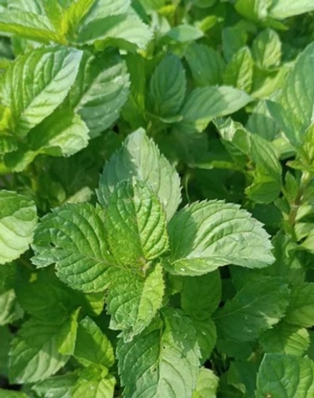 Мята сортовая бергамот укорененный черенок ОКС