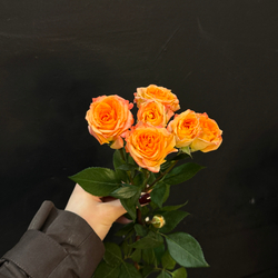 Роза кустовая 4 good twinkles 50 см / 1 шт