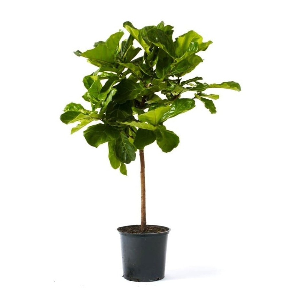 Фикус Лирата ШТАМБ