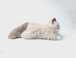 Мягкие игрушки "Коты" 40 см оптом