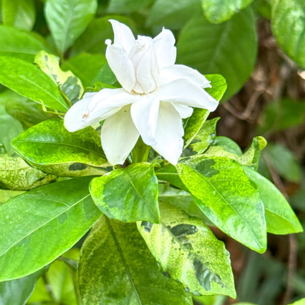 Гардения махровая вар – Double gardenia var