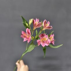 Альстромерия