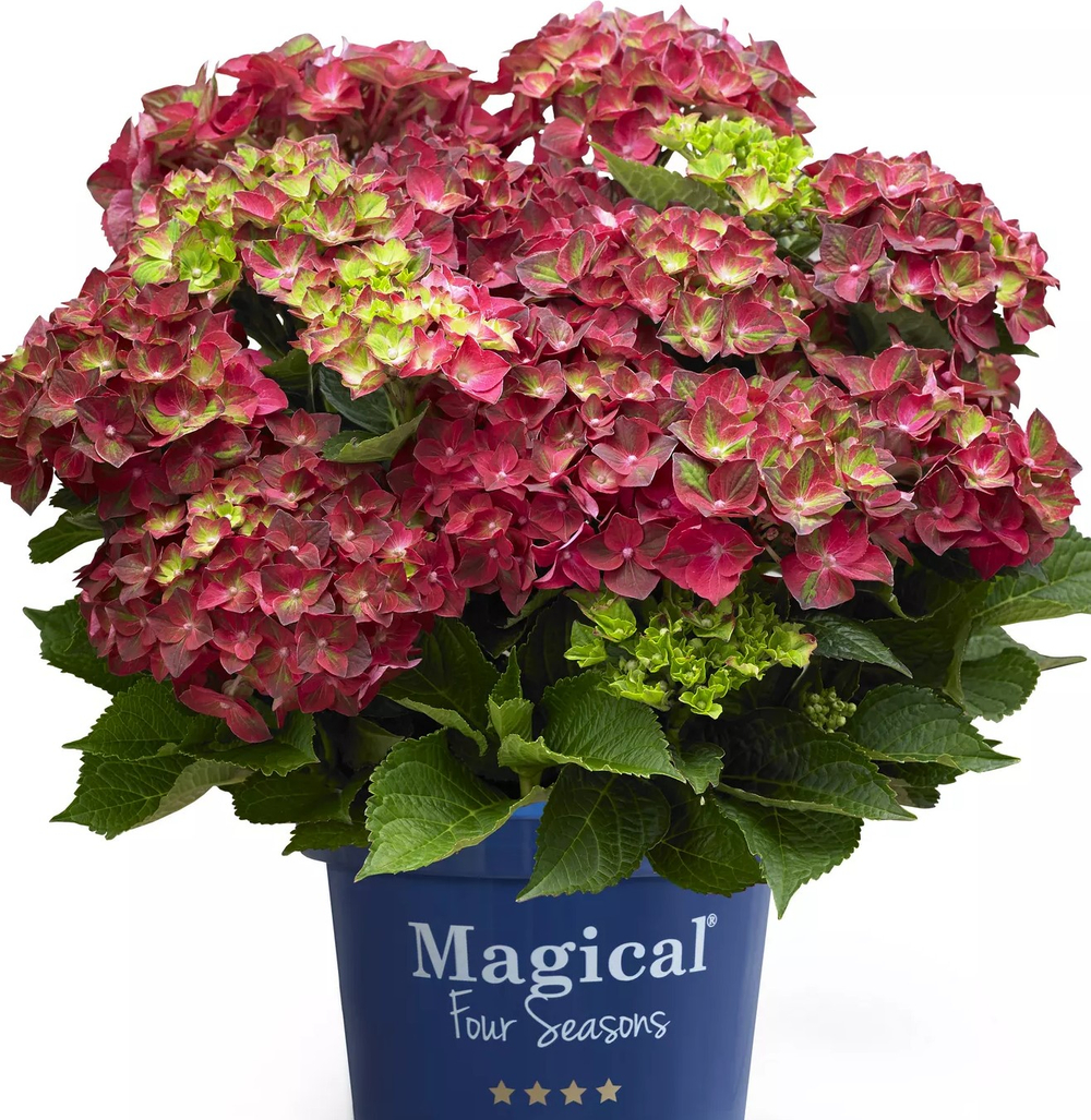 Magical Ruby Tuesday (Мэджикал руби тюздей) C2 + фирменный potcover