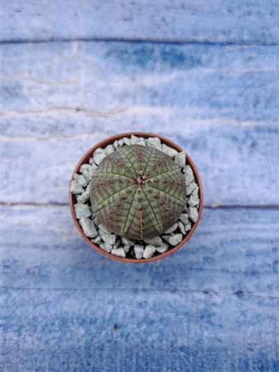 Euphorbia Obesa (Эуфорбия)