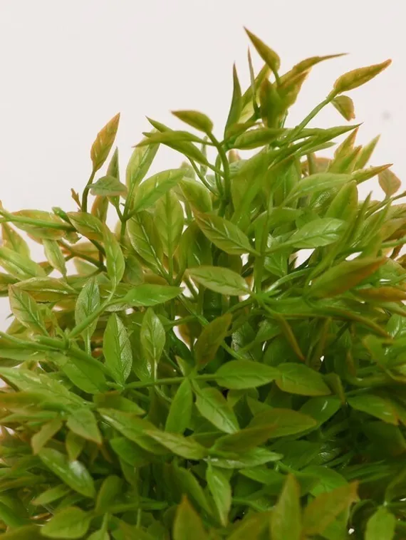 Бонсай "Кустовой" 7*18 см МИКС