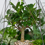 Готовый флорариум бонсай Фикус Капелла с озером