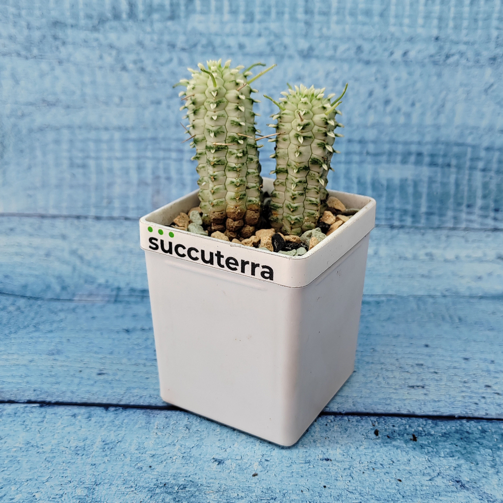 Euphorbia Mammillaris Variegata (Эуфорбия)