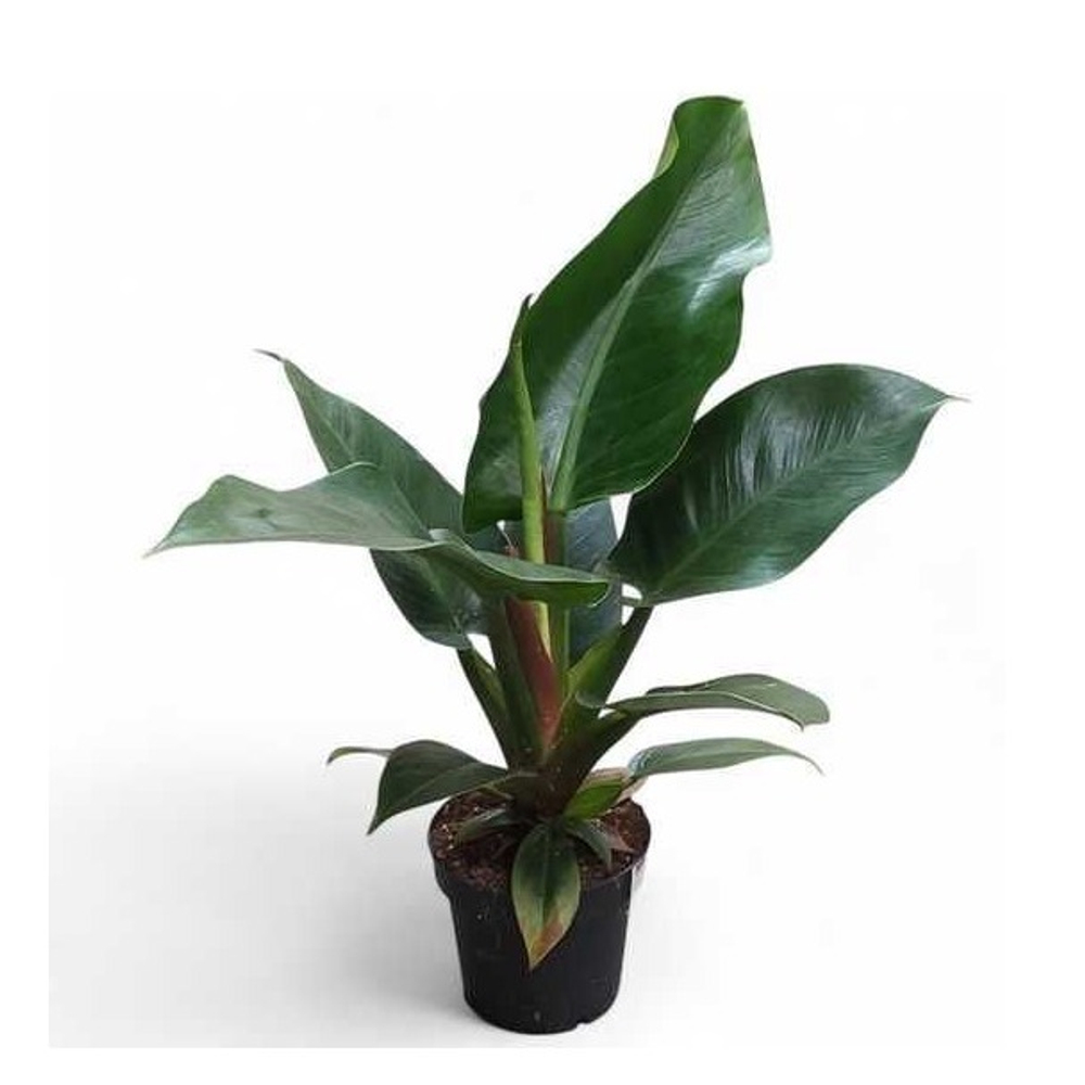 Филодендрон Ред/Грин