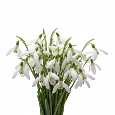 Подснежники