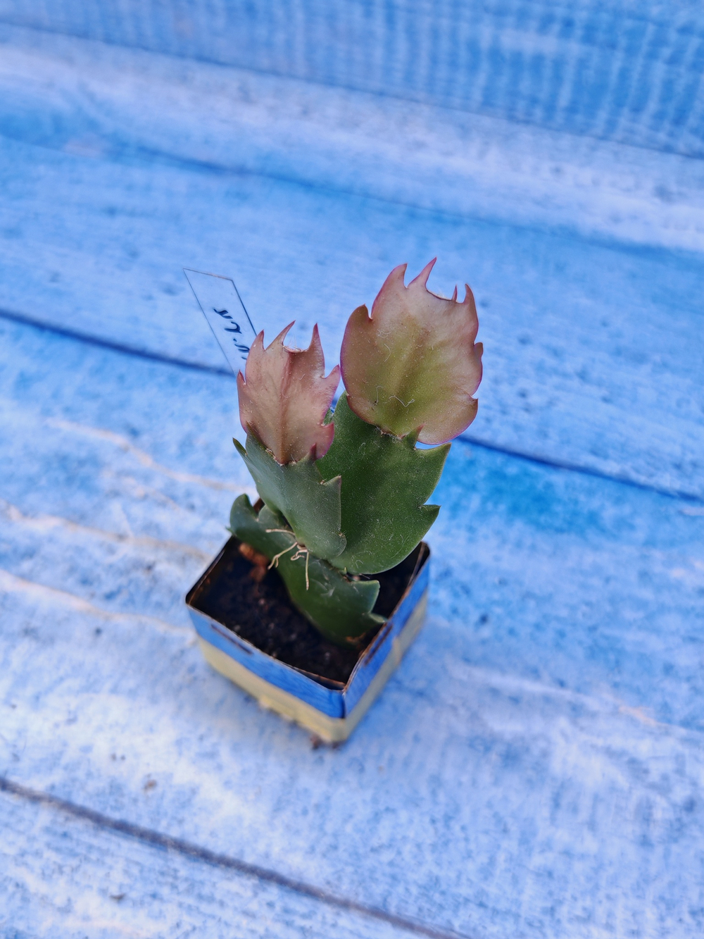 Schlumbergera cv. Sol Brazil (Шлюмбергера)