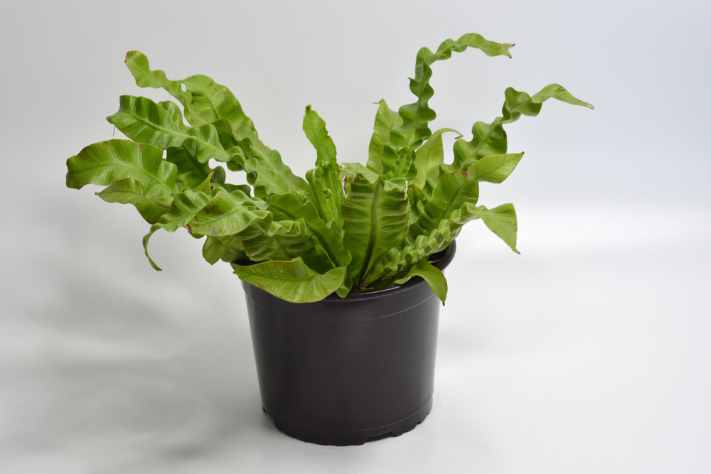 Асплениум Криспи Вейв / Asplenium Crispy Wave