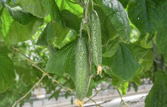 Варвар F1 семена огурца (Гавриш) – фото 4