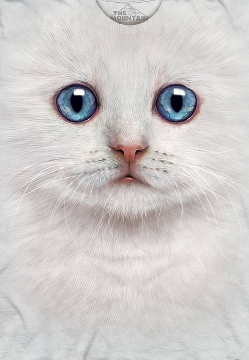 Ivory Kitten Face