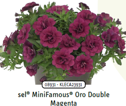 ЕВРО Калибрахоа Mini Famous ORO double magenta укорененный черенок ОКС начало декабря